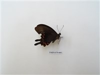 藏品(臺灣琉璃翠鳳蝶)的圖片